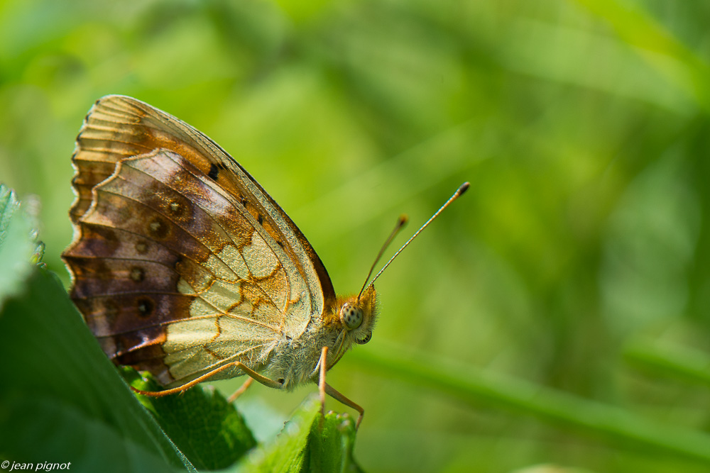 papillons du champs 06 2020-5300.jpg
