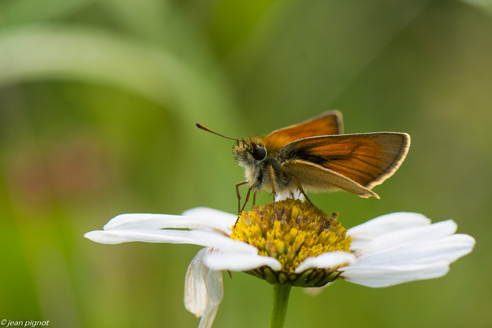 papillons du champs 06 2020-5287.jpg