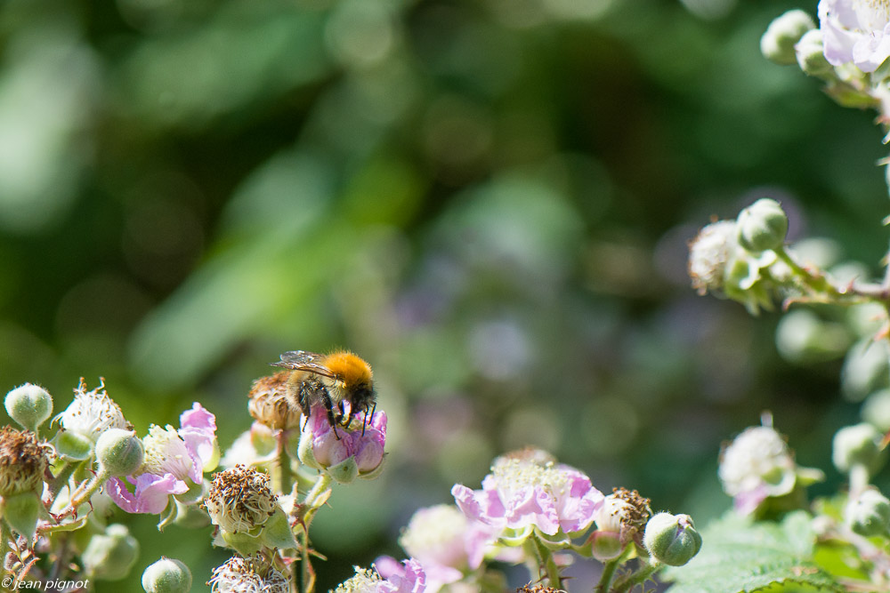 insectes des fleurs de mures 06 2020-5375.jpg