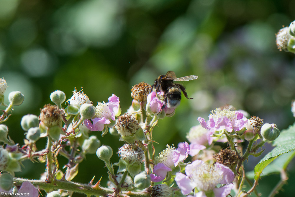 insectes des fleurs de mures 06 2020-5379.jpg