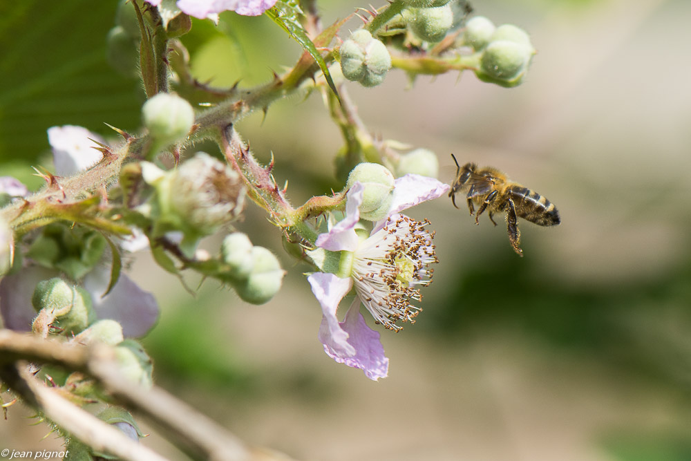 insectes des fleurs de mures 06 2020-5336.jpg