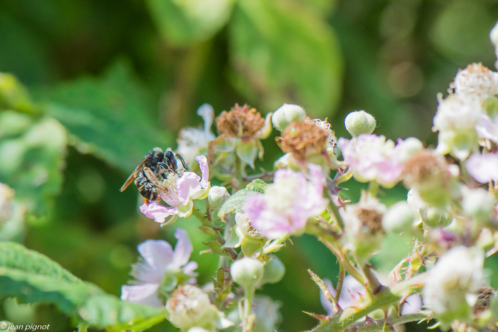insectes des fleurs de mures 06 2020-5383.jpg