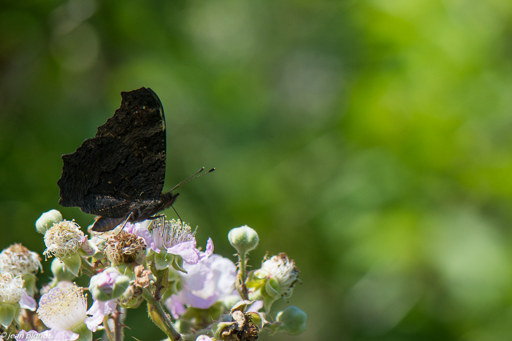 insectes des fleurs de mures 06 2020-5431-2.jpg