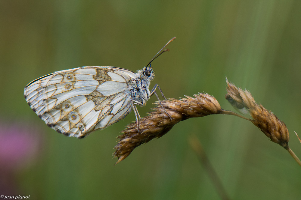 insectes du champs 06 2020-5438.jpg