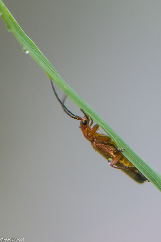 insectes du champs 06 2020-5475.jpg