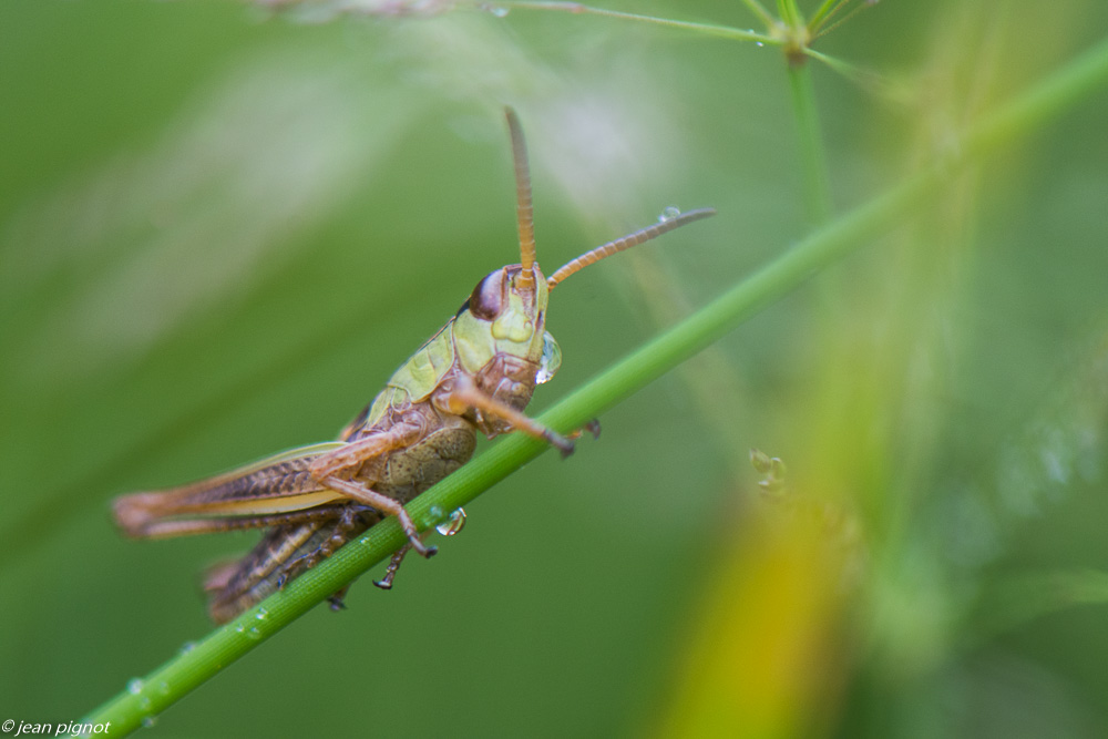 insectes du champs 06 2020-5454.jpg