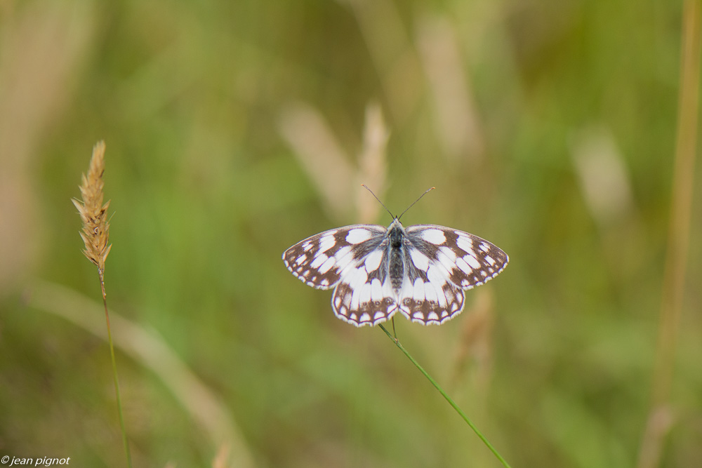 insectes du champs 07 2020-5687.jpg