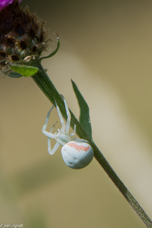 thomise 07 2020-5656.jpg