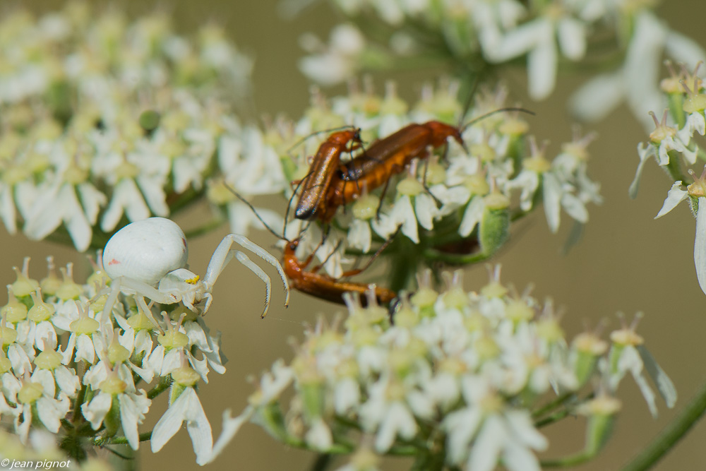 insectes des ombelliféres 07 2020-5705.jpg