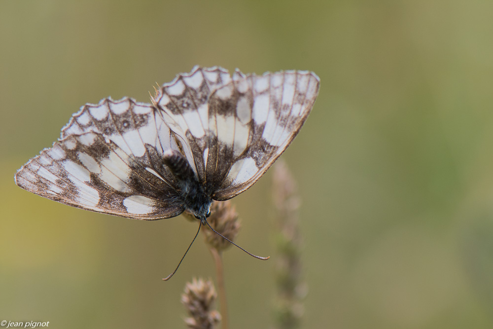 papillons du champs 07 2020-5830.jpg
