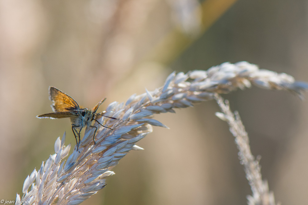 insectes du soir 07 2020-6054.jpg