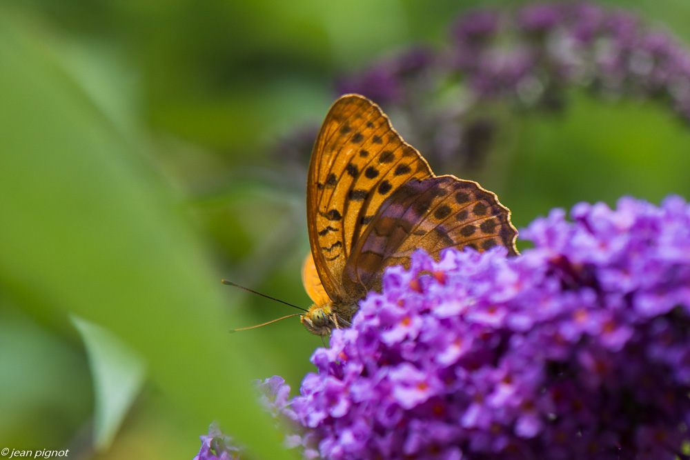 incectes du budleia 07 2020-6095.jpg