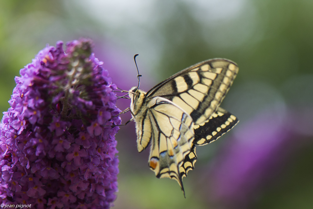 incectes du budleia 07 2020-6116.jpg