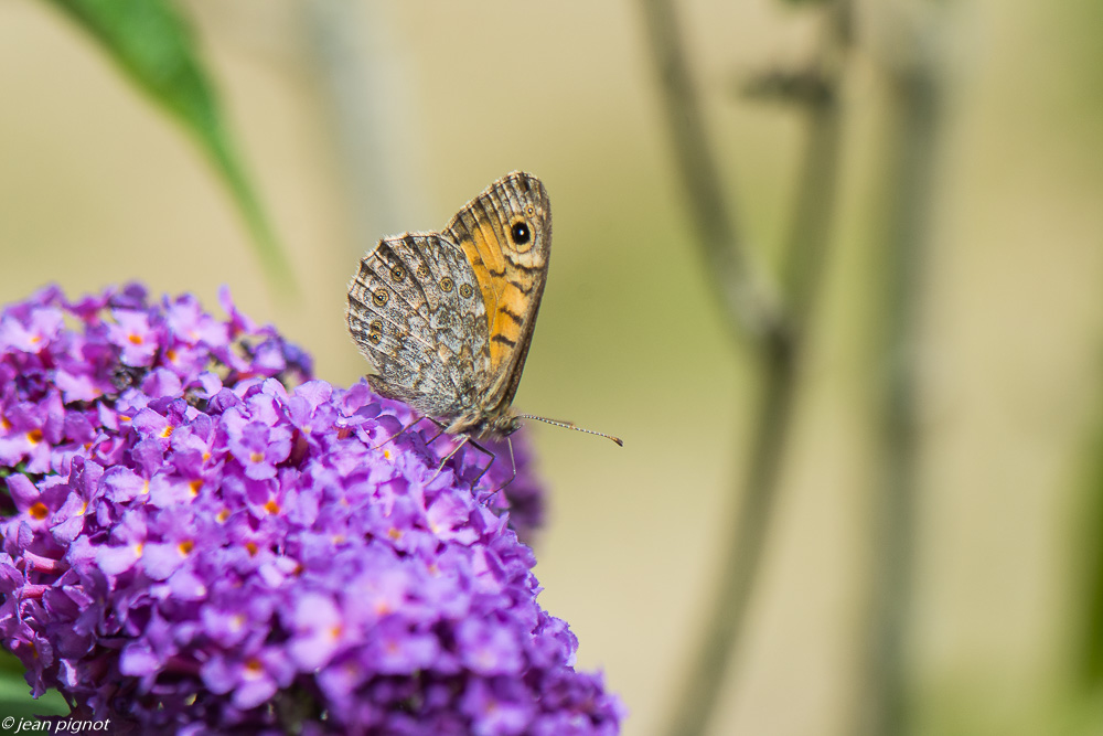 incectes du budleia 07 2020-6124.jpg