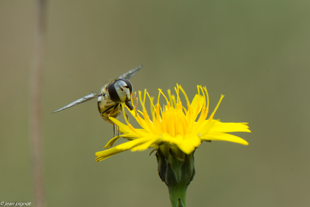 insectes des fleurs jaunes  07 2020-6601-2.jpg
