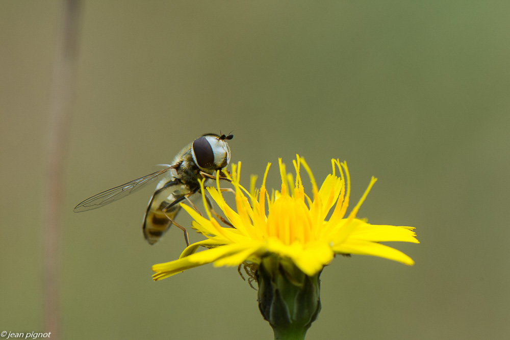 insectes des fleurs jaunes  07 2020-6606-2.jpg
