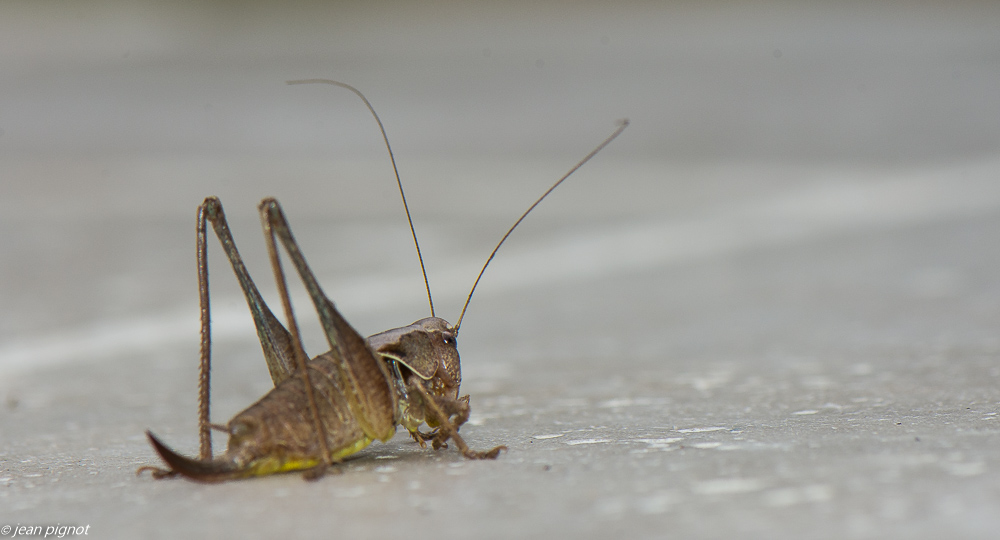 decticelle des bryéres  07 2020-6591.jpg