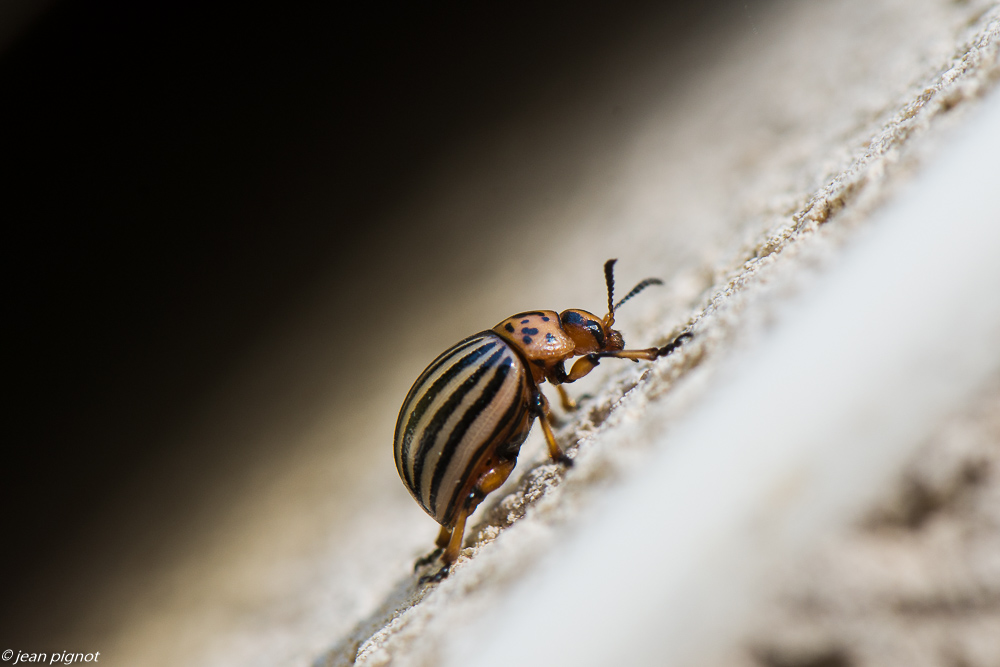 doryphore 07 2020-6941.jpg
