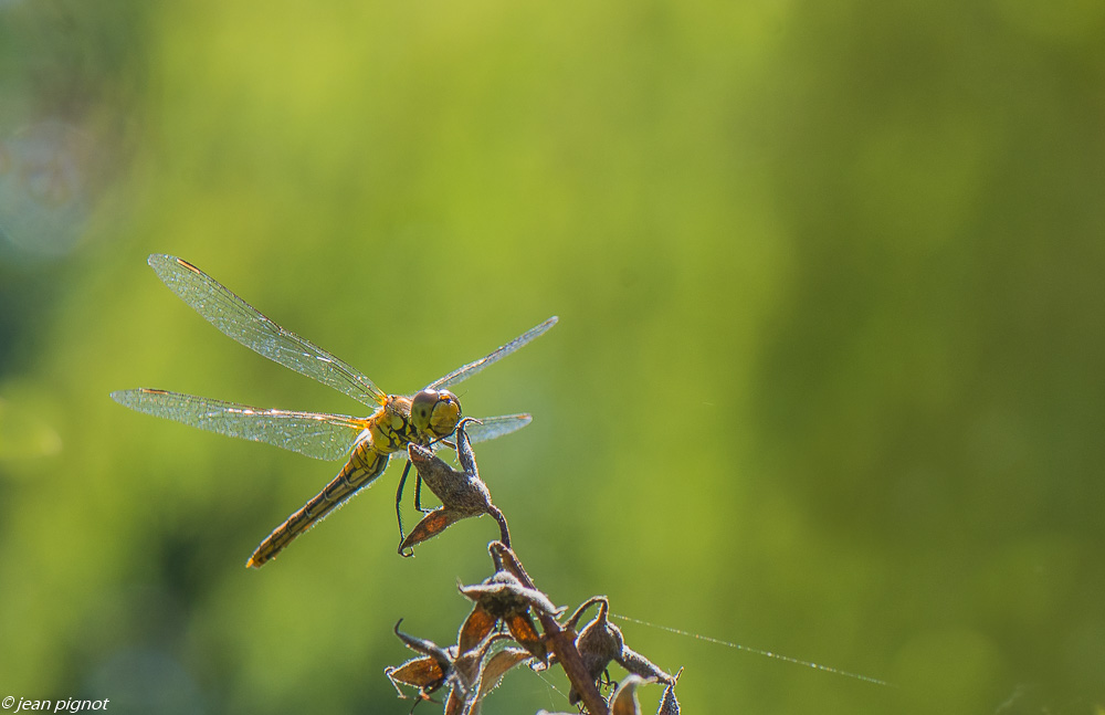 libellule sympetrum 07 2020-6896-2.jpg