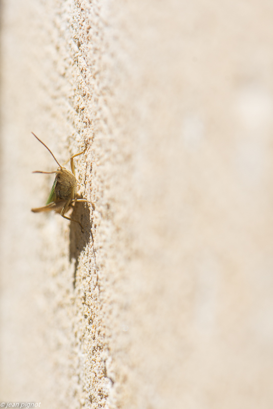 criket 07 2020-6775.jpg