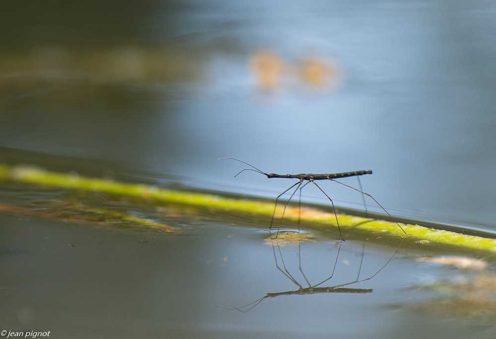 insectes de la mare 07 2020-6803.jpg