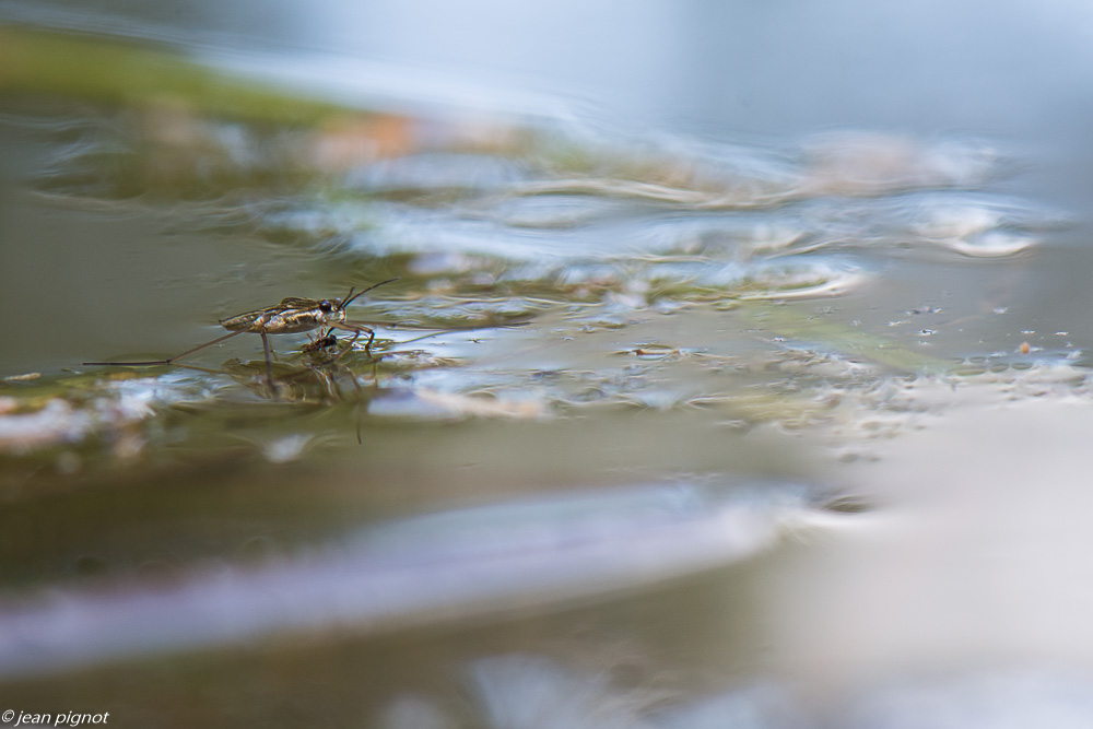 insectes de la mare 07 2020-6814.jpg
