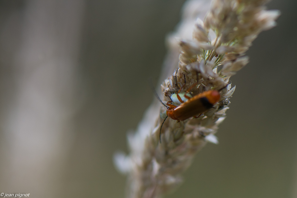 insectes du champs 06 2020-5525.jpg