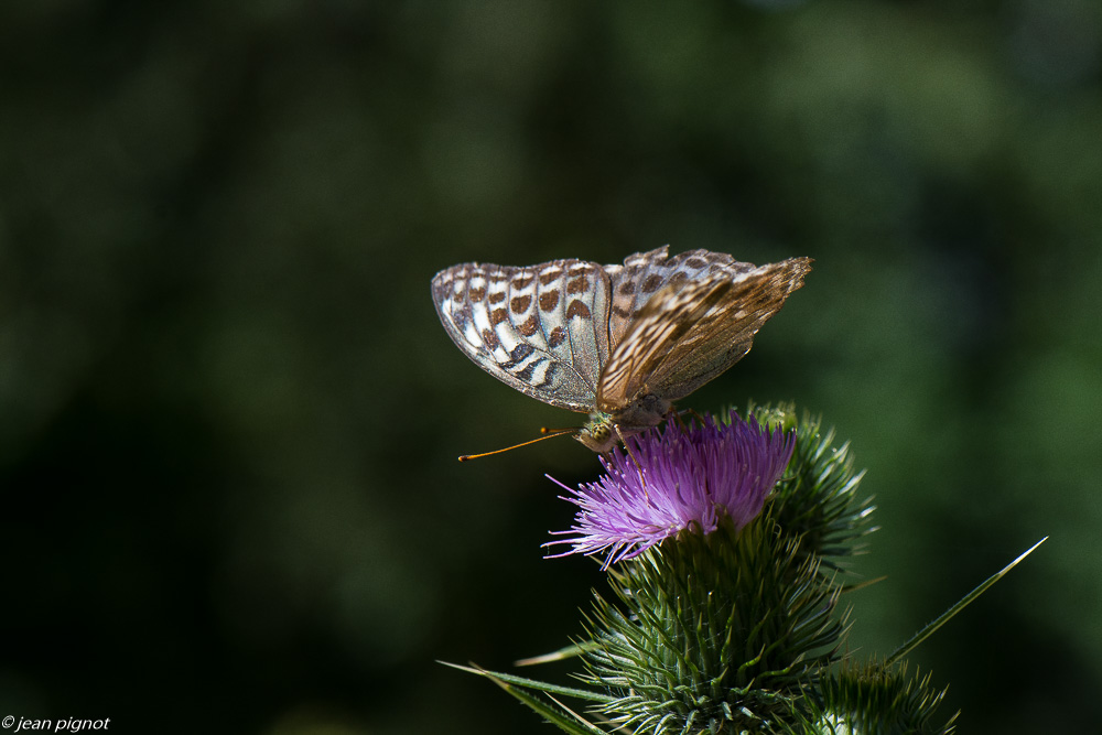 tabac d espagne 07 2020-7130.jpg