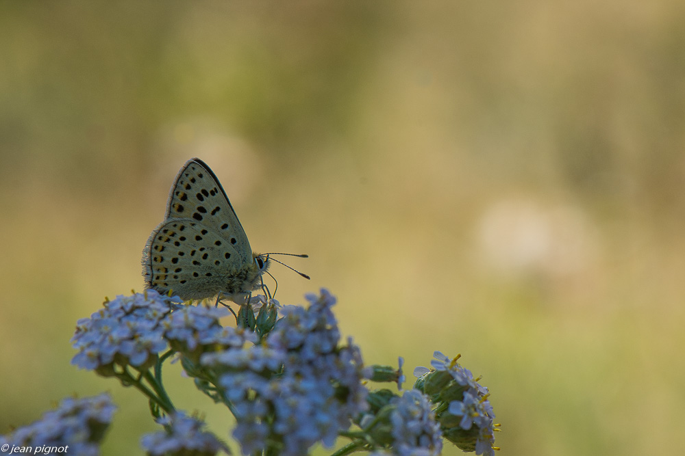 argus myope  male 07 2020-7401.jpg