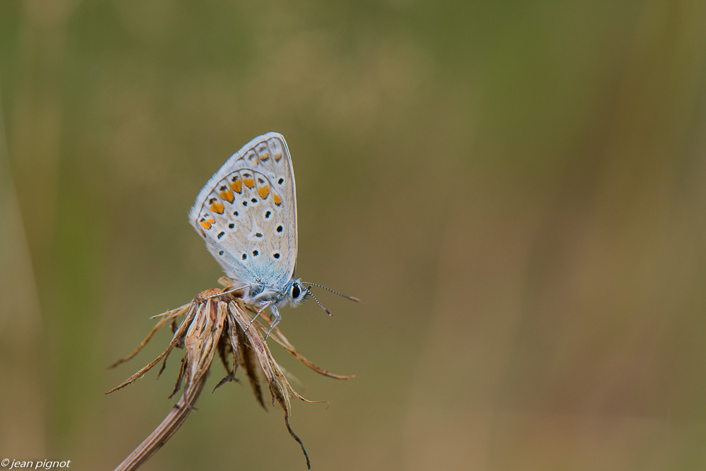 argus bleue 07 2020-7431.jpg