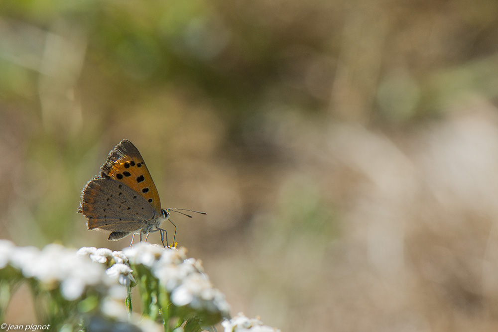cuivré commun ou le bronzé 02 O8-7368.jpg