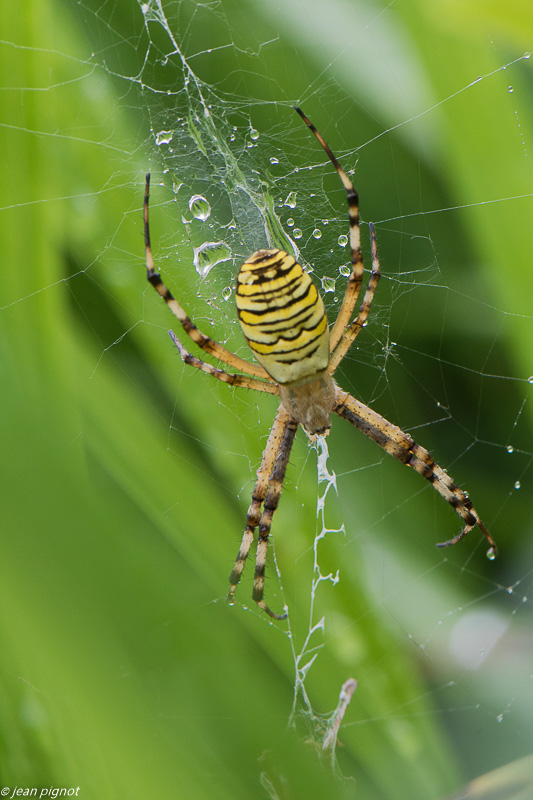 argiope frelon 08 2020-8607.jpg
