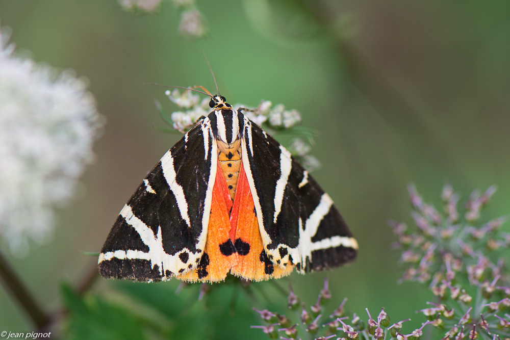 ecaille chinée 08 2020-8528-2.jpg