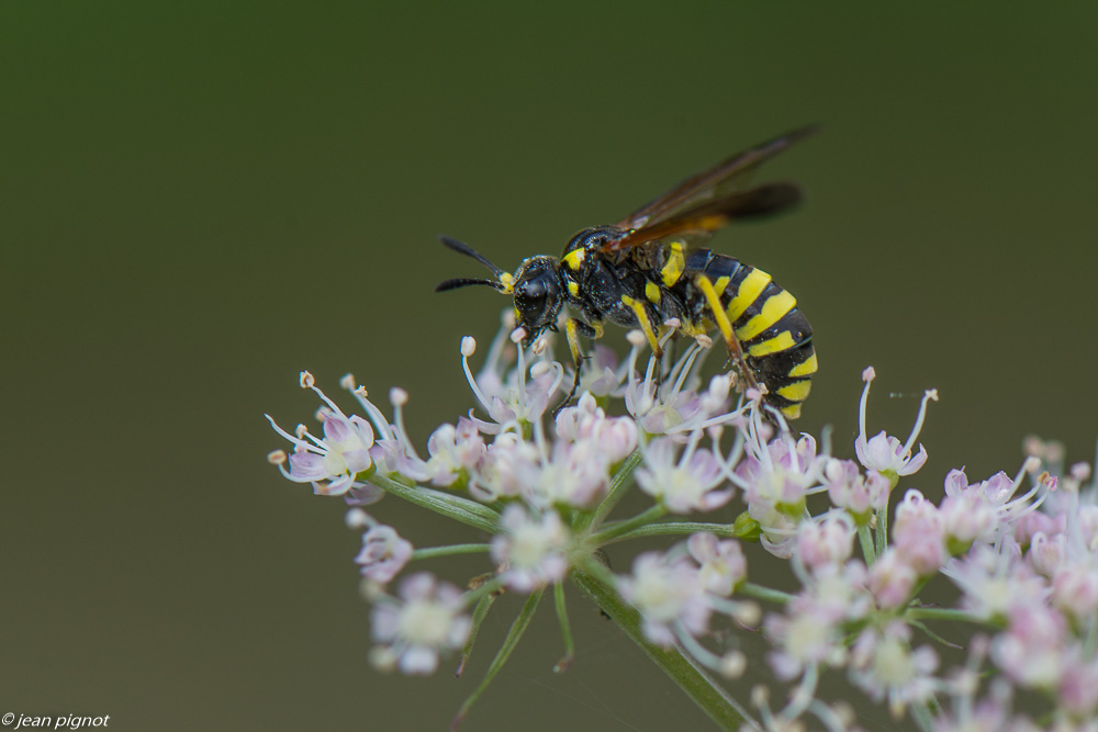 insectes des ombelliféres 08 2020-8887.jpg