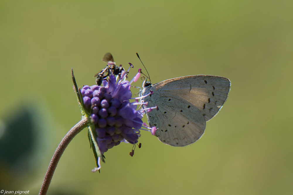 insectes des scabieuses 08 2020-8813.jpg