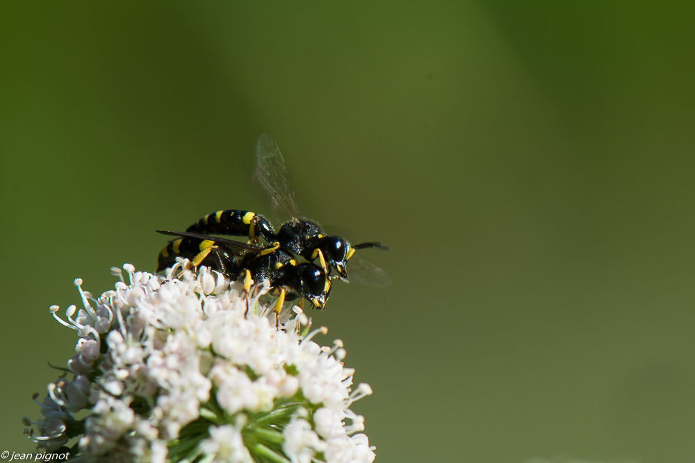 accouplement d insectes 09 2020-9159.jpg