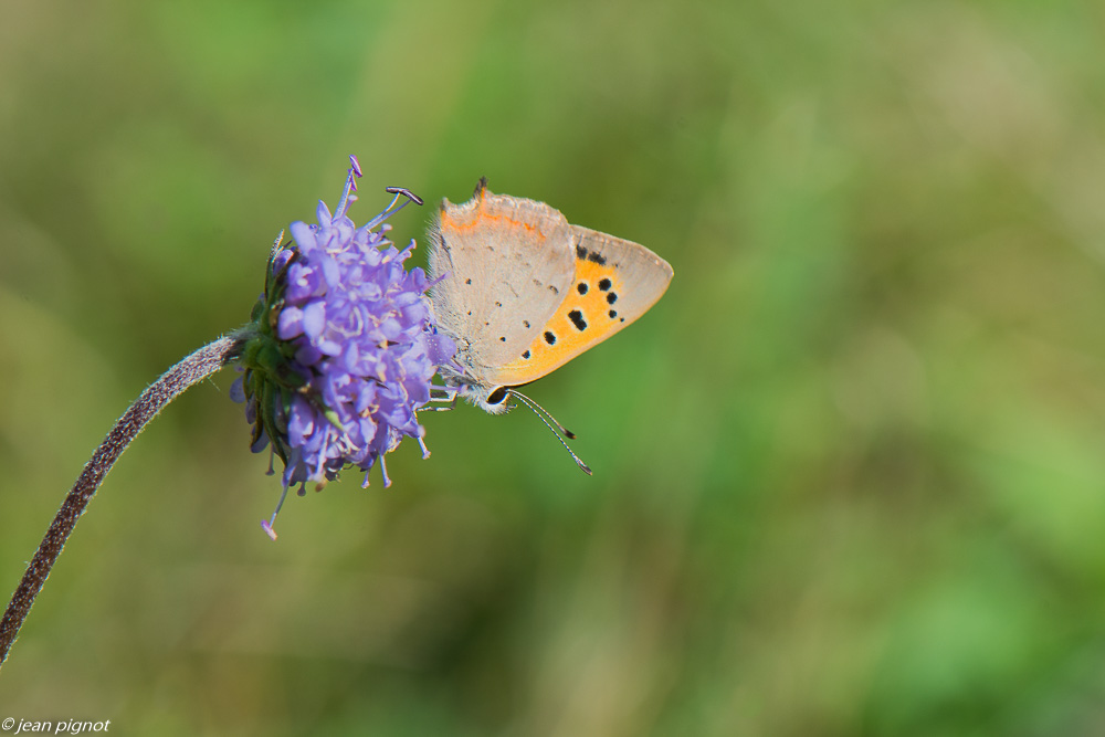 cuivré commun ou bronzé 08 2020-9132.jpg