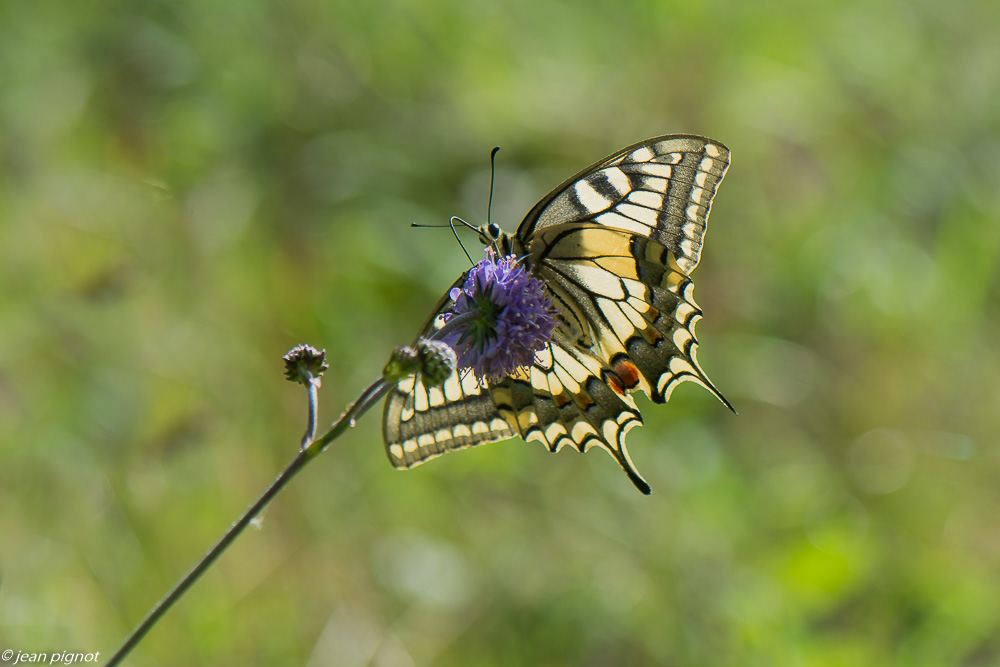 grand macaon 09 2020-9433-2.jpg