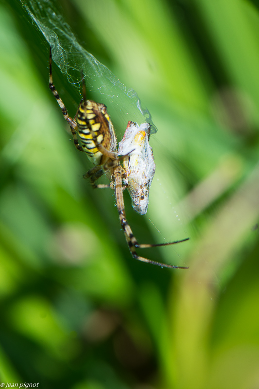 argiope frelon 09 2020-9272.jpg