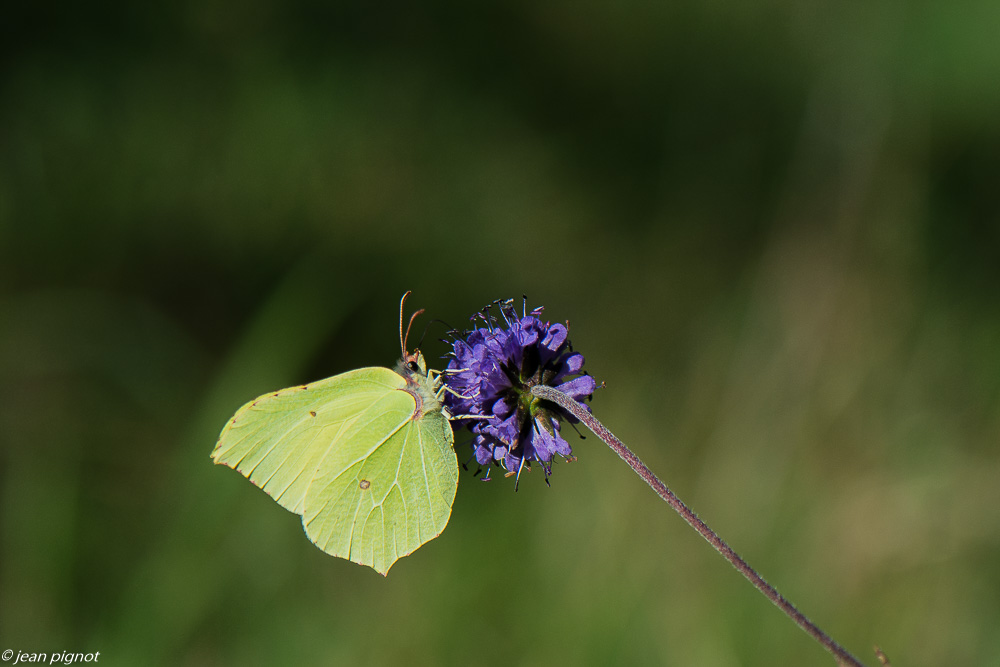 papillon sitron 09 2020-9525.jpg