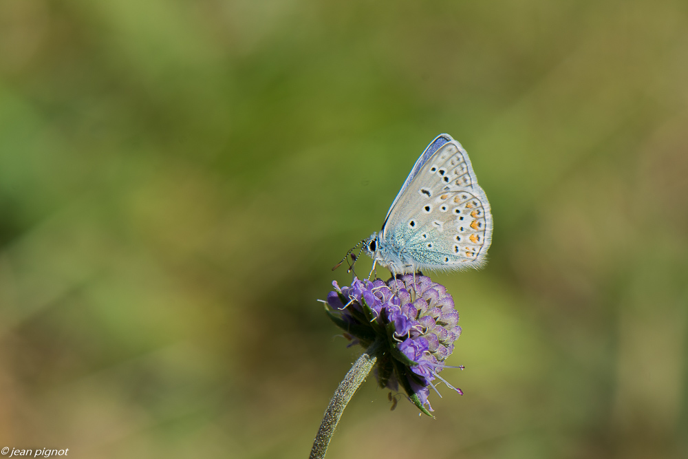 azuré bleue 09 2020-9644.jpg