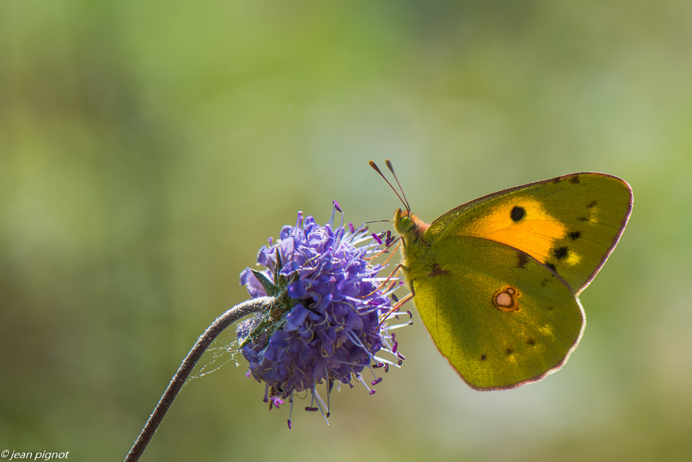 papillon le souci 09 2020-9667.jpg