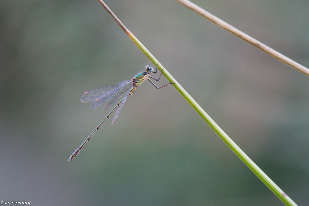 lestes 09 2020-9751.jpg