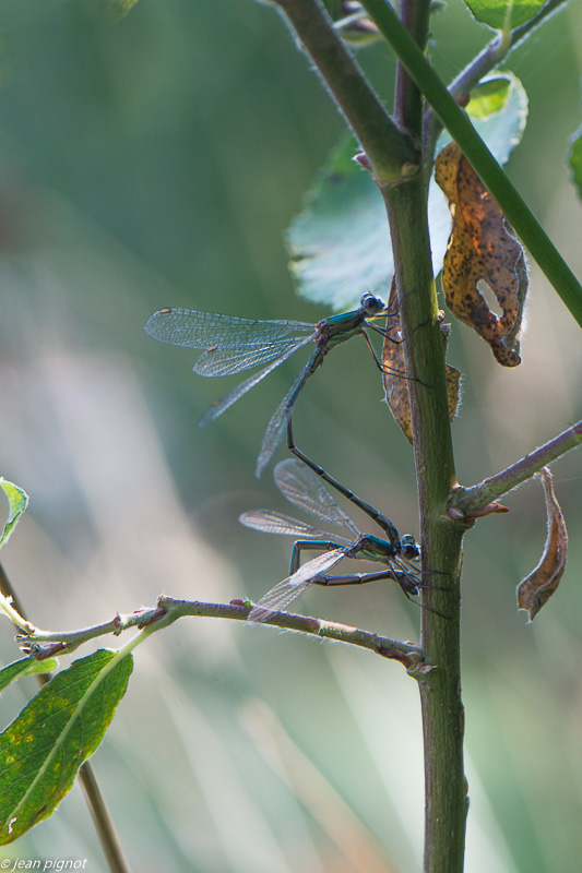 lestes accouplement 09 2020-9761.jpg