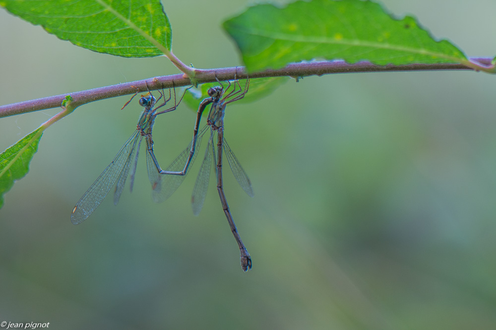 lestes 09 2020-9864.jpg