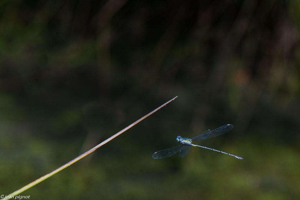 lestes 09 2020-9823.jpg