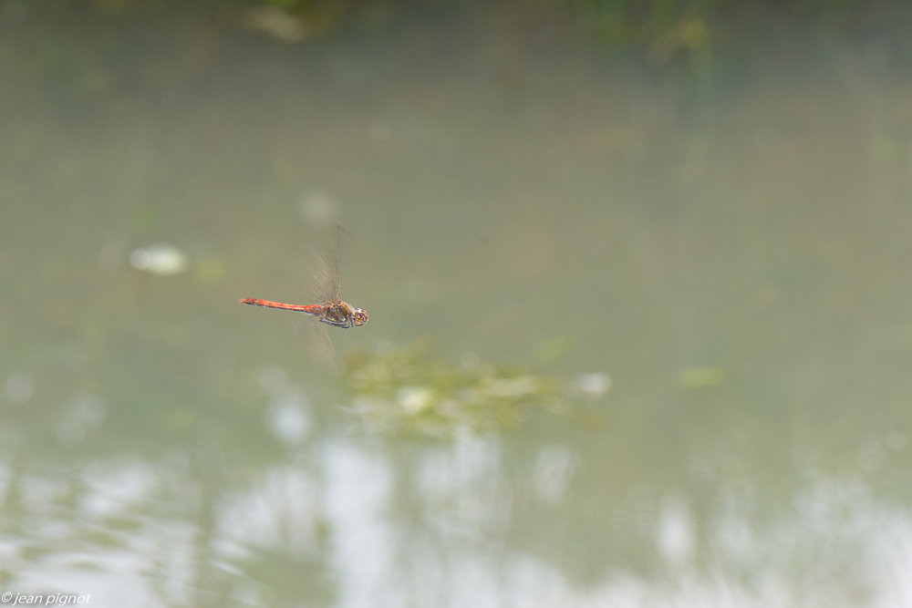 sympetrum en vol 09 2020-9908.jpg