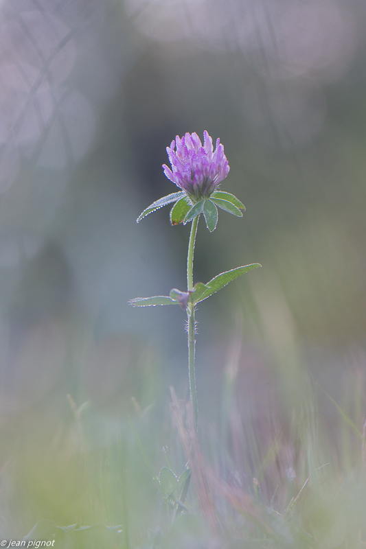 fleur dans rosée 09 2020-0392.jpg