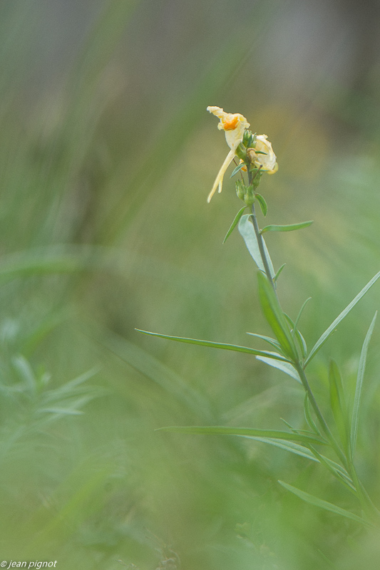 fleur jaune 09 2020-0180.jpg