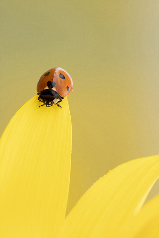 coccinelle 1.jpg